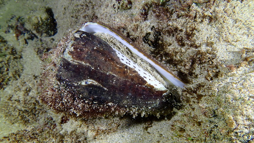 Conus leopardus observed 2025-03-31