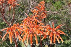 Aloe × schimperi