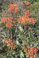 Aloe × schimperi