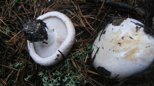 Cortinarius esculentus