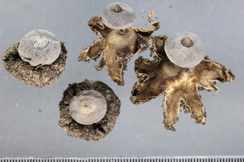 Geastrum tenuipes (Photo 7 of 7)