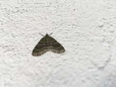 Acasis viretata