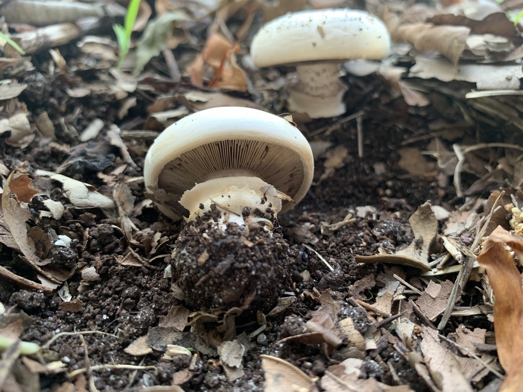Agaricus bitorquis · April 2025 · photo: © celadonfern (iNaturalist, cc-by)