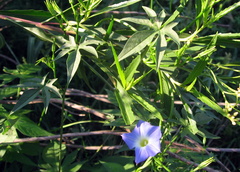Ipomoea barbatisepala