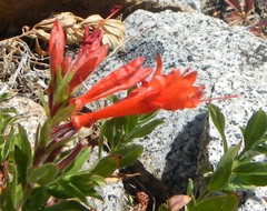 Epilobium canum ssp. angustifolium