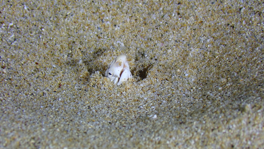 Freckled Snake Eel