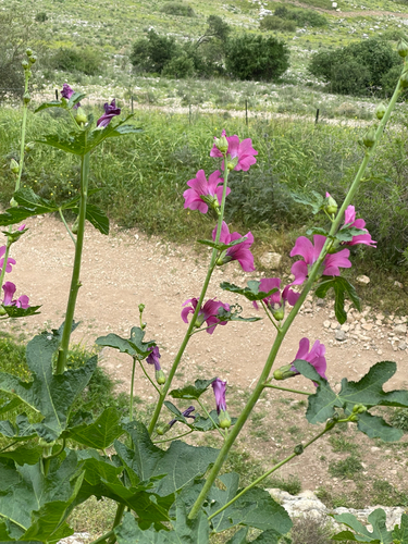 Foto de Malva-rosa