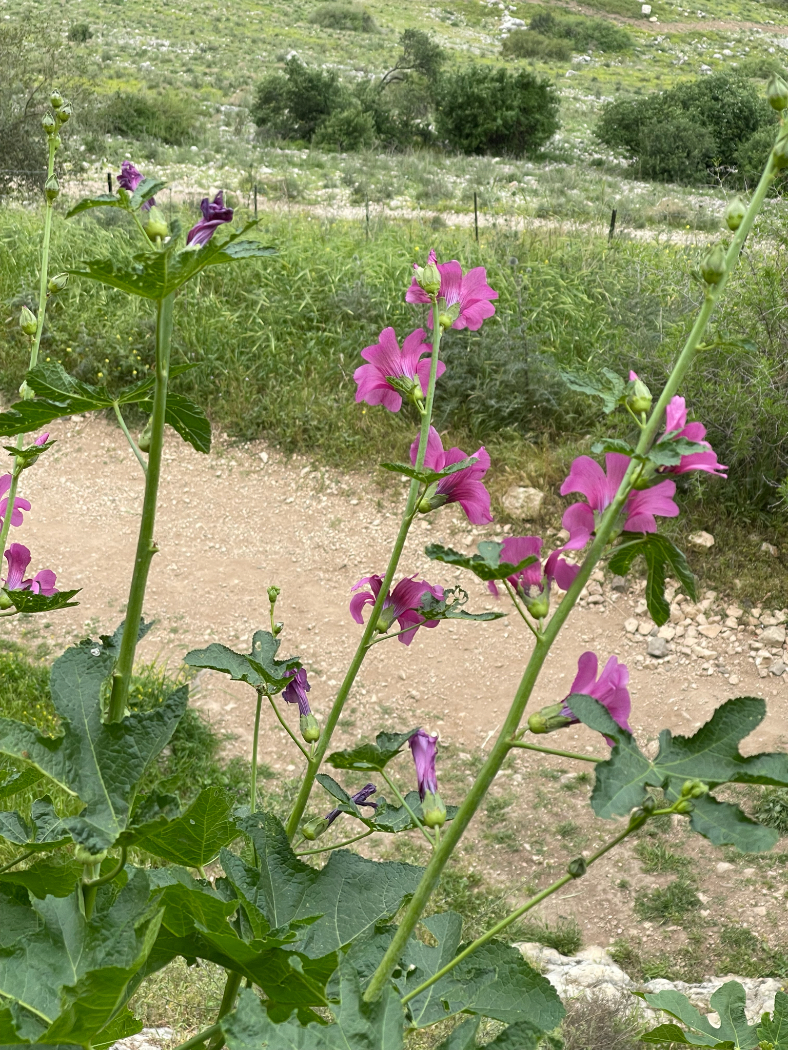 Imagem de Malva-rosa