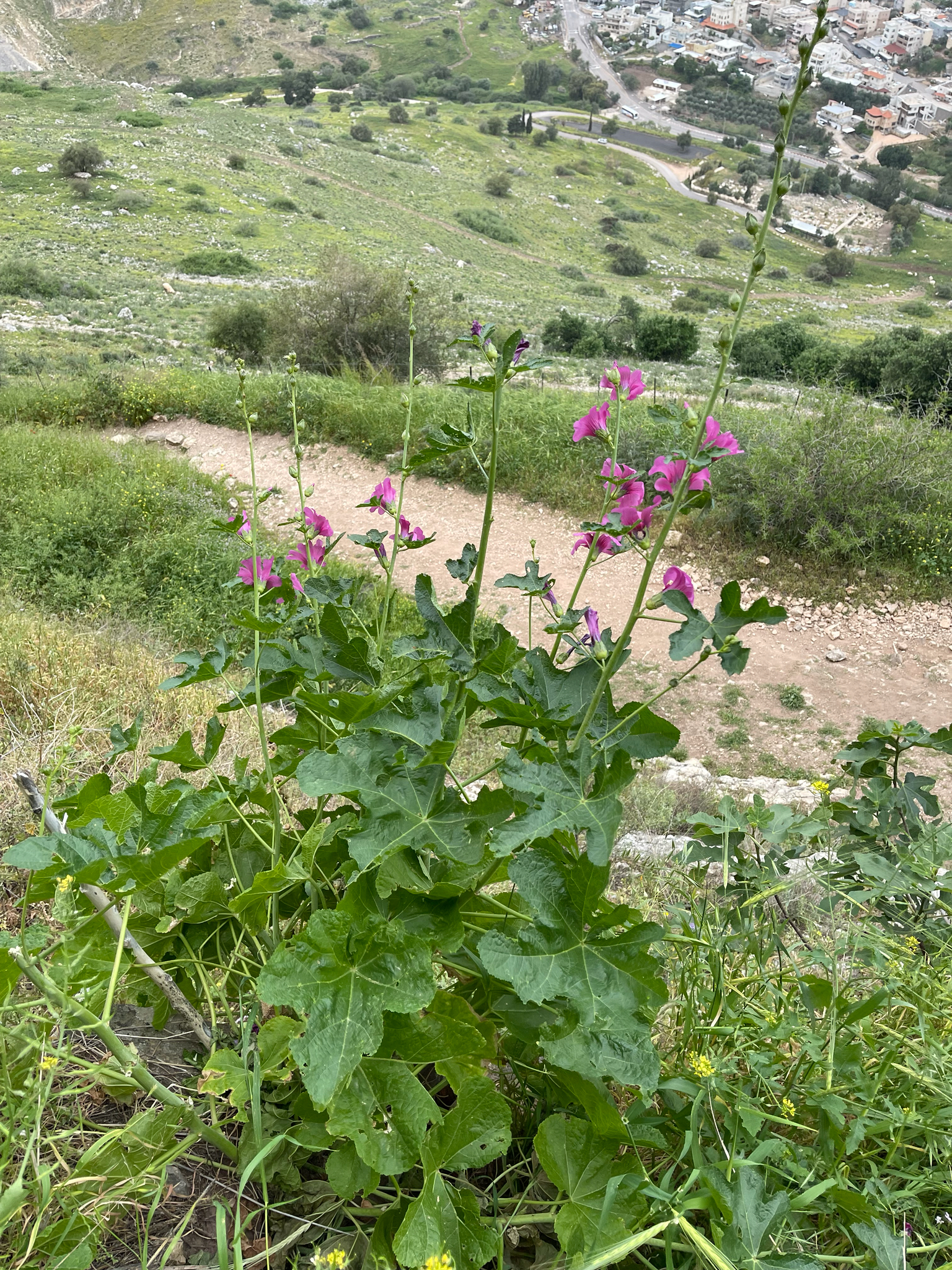 Imagem de Malva-rosa