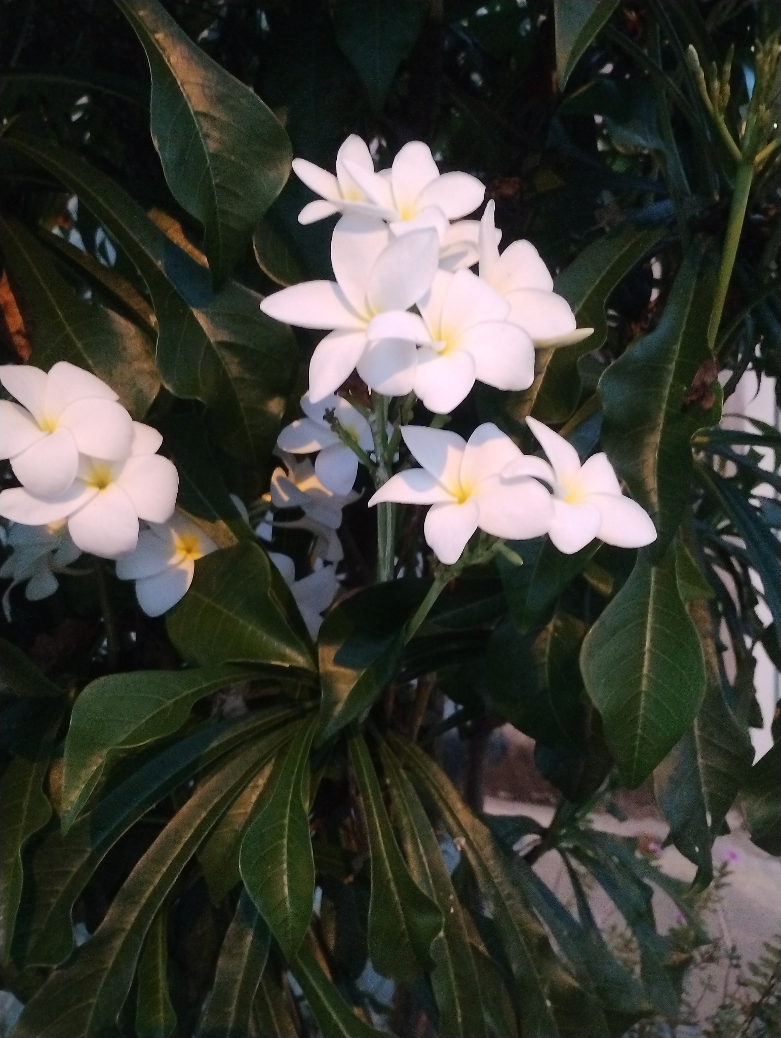 Plumeria pudica