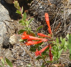Epilobium canum angustifolium