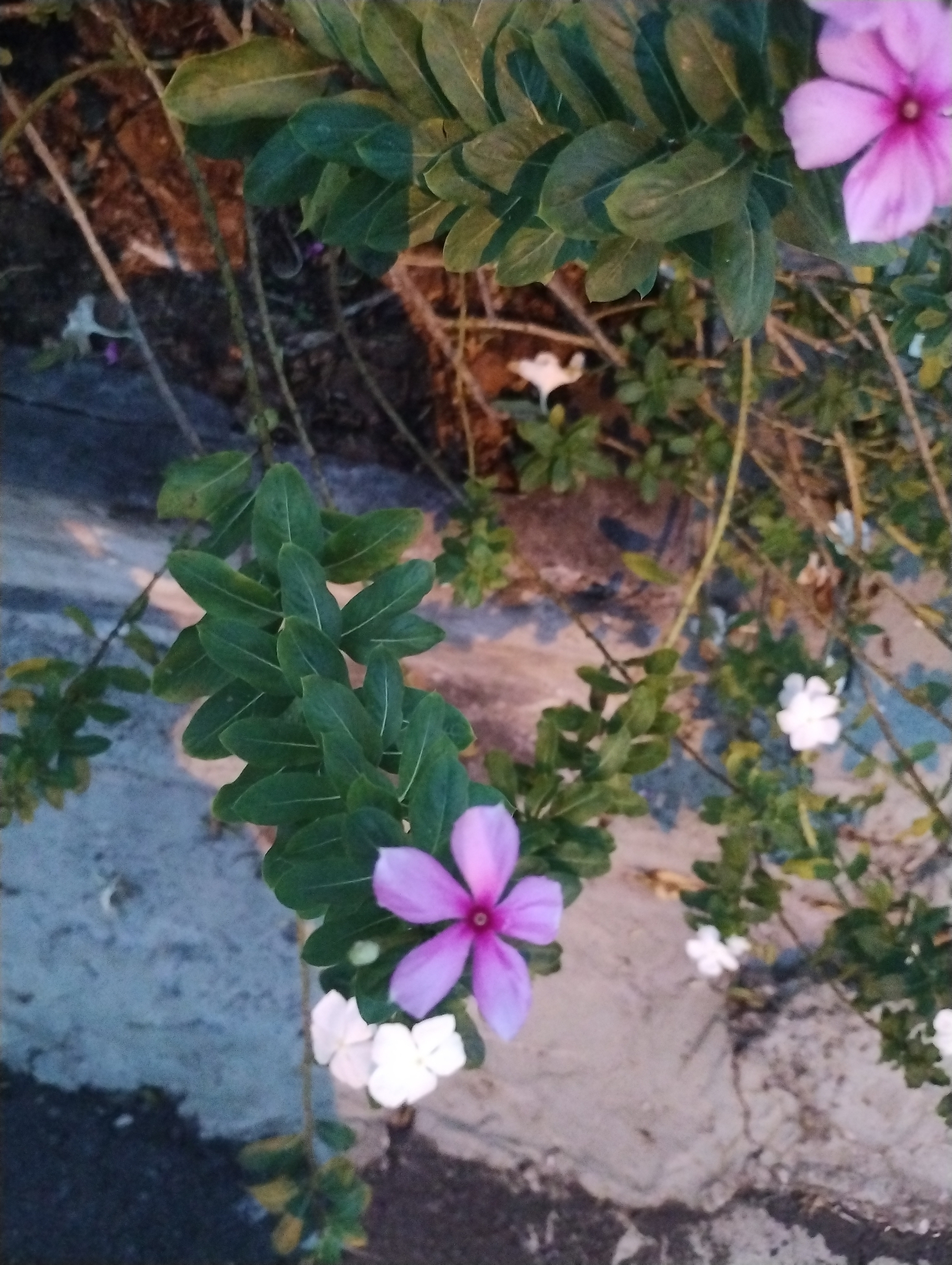 Catharanthus roseus