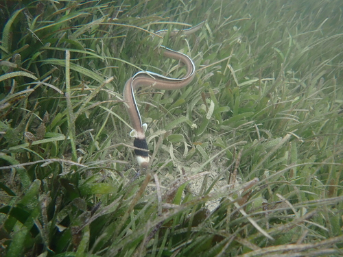 Black-neck snake eel (Ophichthus cephalozona) — Ophichthidae