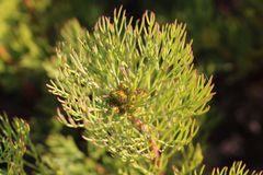 Serruria foeniculacea