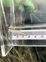 Mylocheilus caurinus