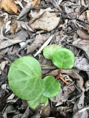 Pyrola asarifolia