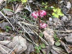 Pyrola asarifolia