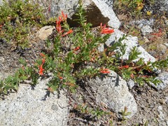 Epilobium canum angustifolium