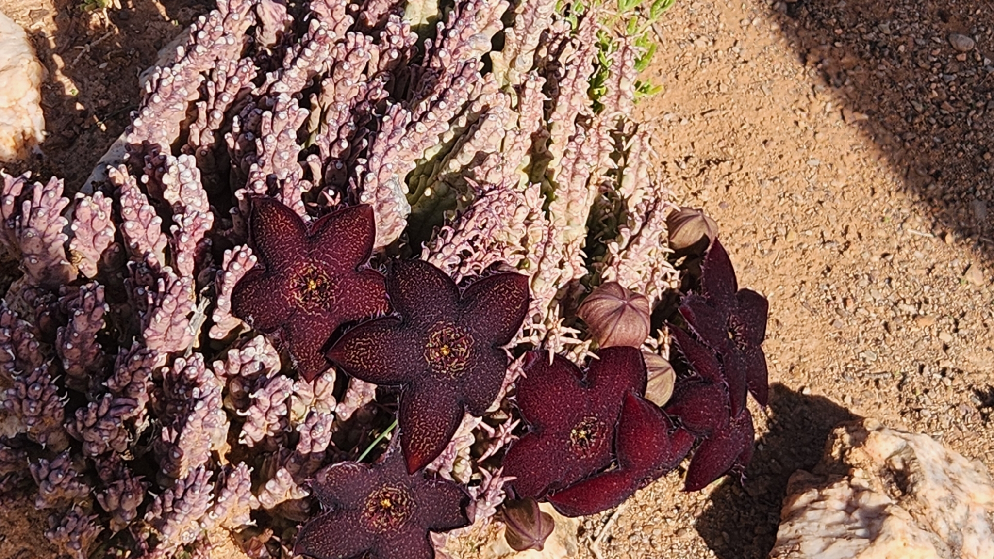 Black Carrion Flower (Tridentea gemmiflora)