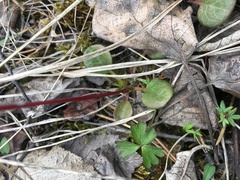 Pyrola asarifolia