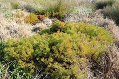 Serruria foeniculacea