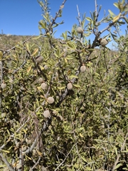Prunus fasciculata