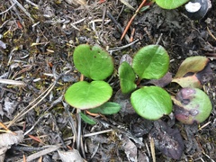 Pyrola asarifolia