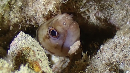 Slendertail moray (Gymnothorax gracilicauda) — Muraenidae — 4