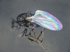 Leptocera nigra