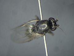 Leptocera nigra