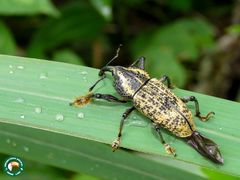 Odontoderes morbillosus