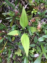 Mertensia paniculata