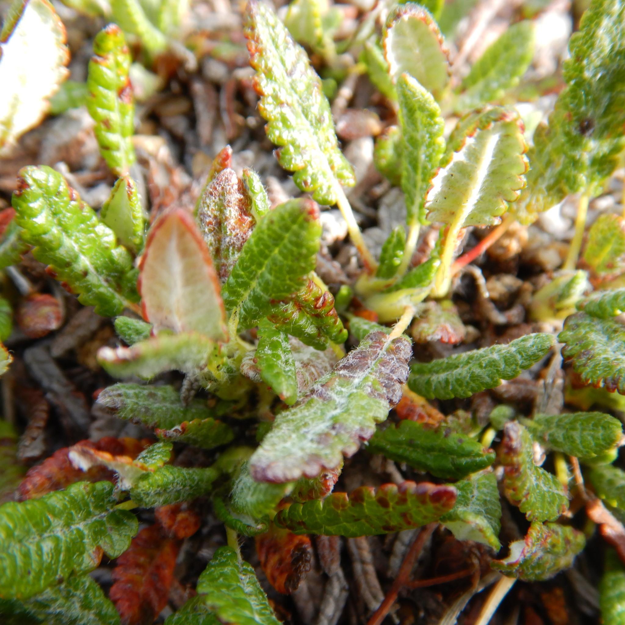 Dryas incisa