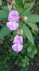 Impatiens glandulifera