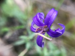 Campanula aurita