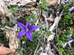 Campanula aurita