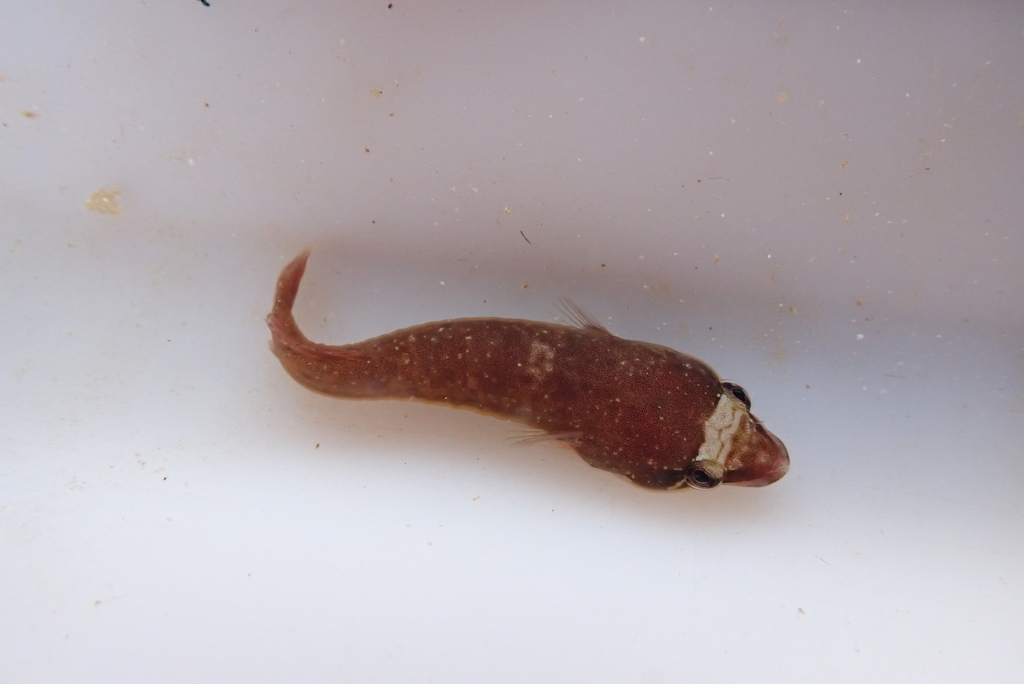 Samoan Clingfish