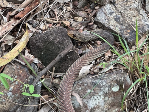 Lesser Black Whipsnake