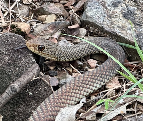 Lesser Black Whipsnake