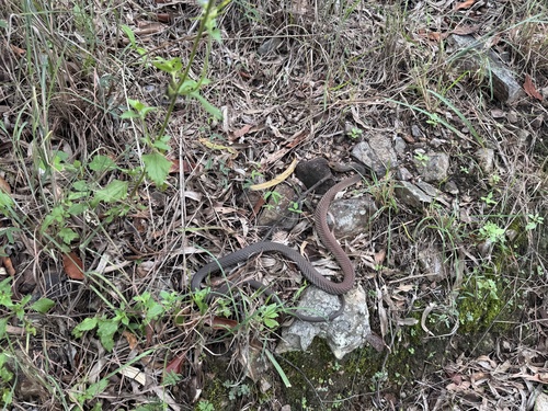 Lesser Black Whipsnake