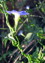 Ipomoea barbatisepala