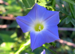 Ipomoea barbatisepala