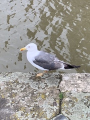 Larus fuscus