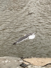 Larus fuscus