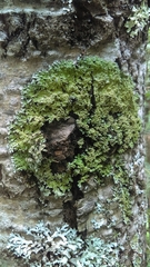 Physconia leucoleiptes