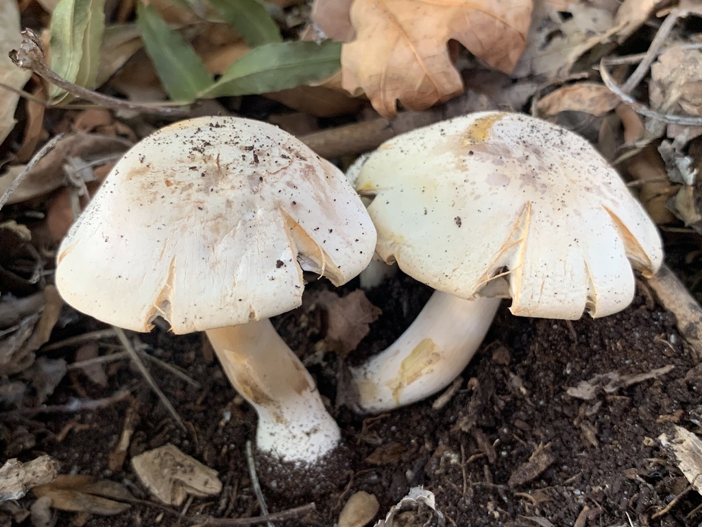 Agaricus xanthodermus · April 2025 · photo: © celadonfern (iNaturalist, cc-by)