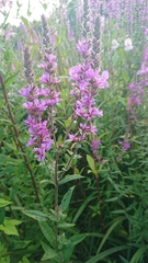 Lythrum salicaria