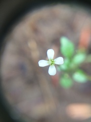 Cardamine umbellata