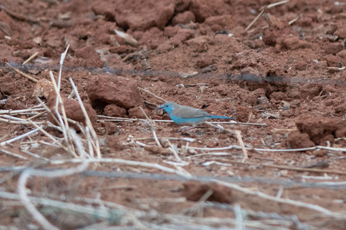 Southern Blue Waxbill
