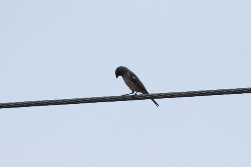 Southern Grey-headed Sparrow